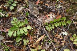 Lindsaea linearis. Prostrate sterile fronds of young plants.
 Image: L.R. Perrie © Leon Perrie 2014 CC BY-NC 3.0 NZ